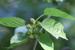 Morus alba